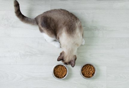 Un chat devant deux bols de croquettes