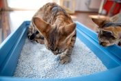 deux chats et une litière