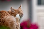 Un chat qui se gratte
