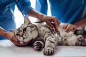 Un chat ausculté par un vétérinaire