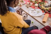 Un chien attend les restes sous la table