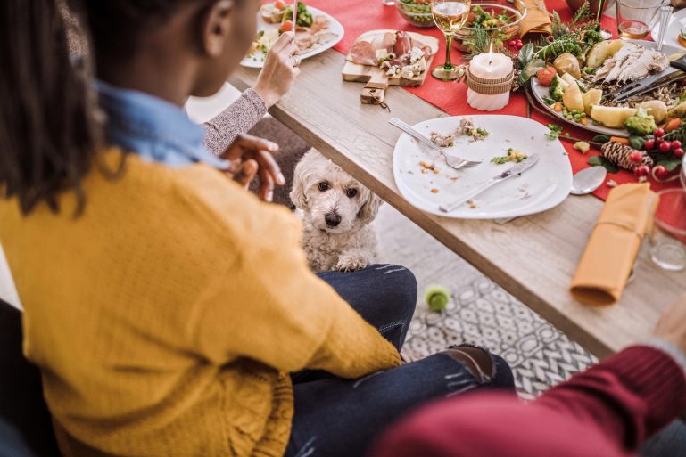 Un chien attend les restes sous la table