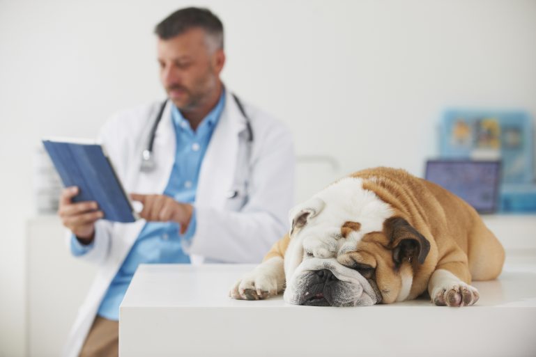 Un chien sur la table d'examen d'un vétérinaire