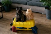 Un chien et un chat assis sur une valise