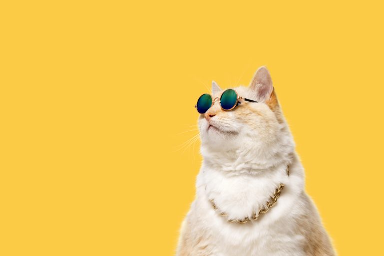Chat avec des lunettes de soleil et un collier sur fond jaune