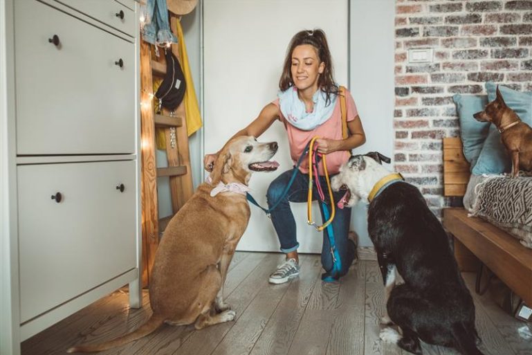 Une jeune femme caresse des chiens