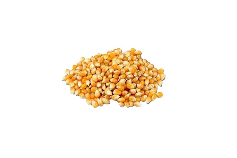 Maïs à pop corn Bio Villge