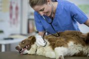 Un chien chez le vétérinaire