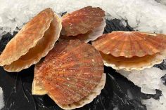 Coquilles Saint-Jacques normandes