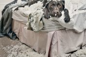 Un chien l'air fautif sur un lit avec plein de plumes