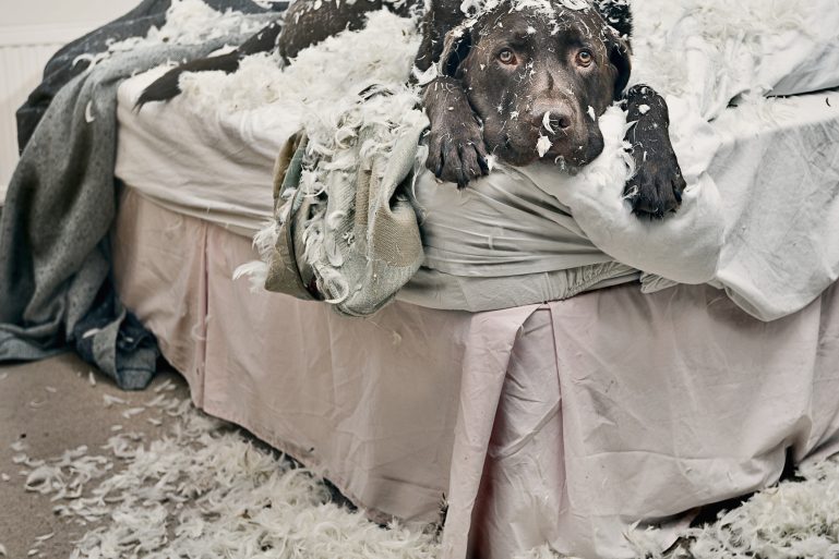 Un chien l'air fautif sur un lit avec plein de plumes