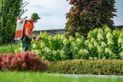 Un homme pulvérise du désherbant dans un jardin
