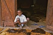 Un enfant devant des gousses de vanille à Madagascar
