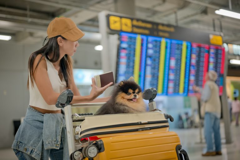 Un chien sur une valise à l'aéroport