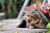 Un chat agressif rugissant