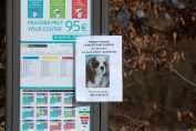 Besançon : elle propose 2 000 € pour retrouver sa chienne Shakira
