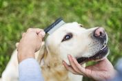 Un maître brosse son labrador