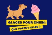 "Glaces pour chien : que valent-elles ?"