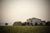 Une maison entourée de vignes