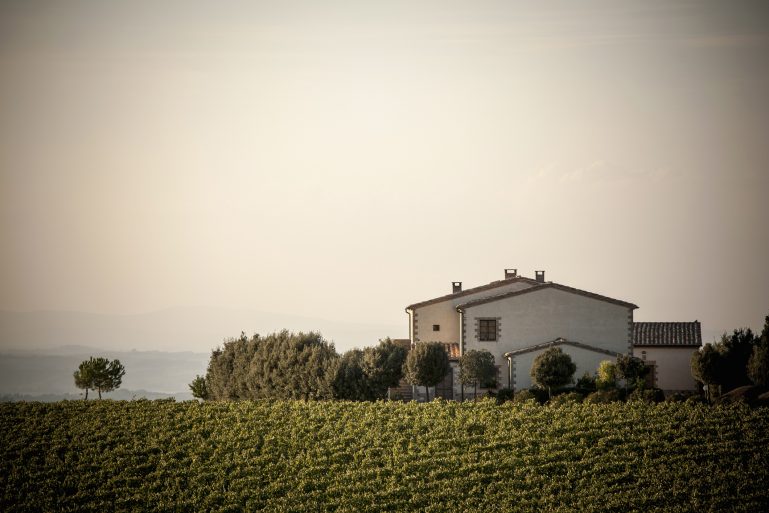 Une maison entourée de vignes