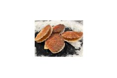 Coquilles Saint Jacques de la Rade de Brest