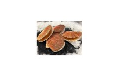 Coquilles saint jacques de brest