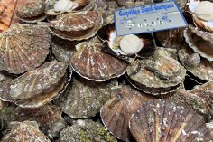 Des coquilles saint jacques fraîches