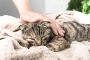 Un chat malade sur un plaid